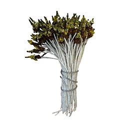 White pistils with a brown and yellow tuft