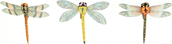 Set of 6 dragonflies with Artemio clamp