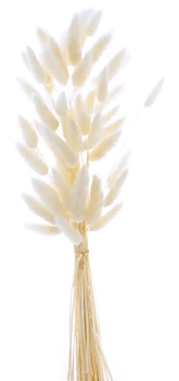 Droogbloemen Lagurus Blanco Artemio