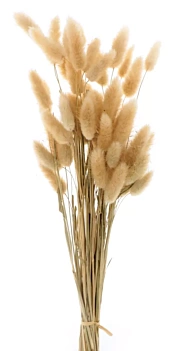 Droogbloemen Lagurus Natural Artemio