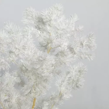 Droogbloemen Asperges Wit Artemio