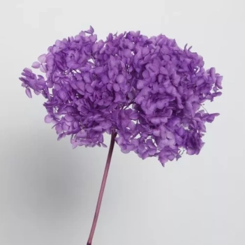 Dried flowers Artemio Violet Hydrangea
