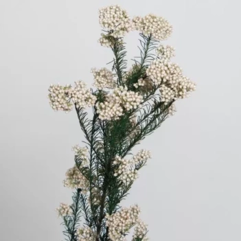 Dried Flowers Artemio Rice Flowers