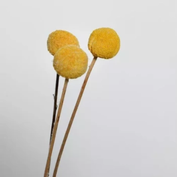Gedroogde bloemen Gele Craspedia Artemio