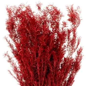 Gedroogde Melaleuca Rode Bloemen Artemio