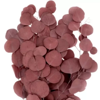 Dried flowers Red Eucalyptus Artemio