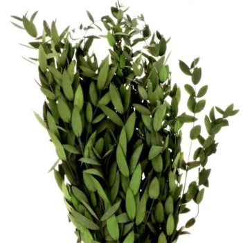 Droogbloemen Eucalyptus Groen Artemio