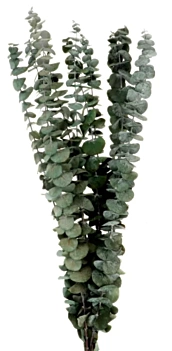 Artemio Droogbloemen Eucalyptus 