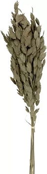 Dried flowers Chasmanthium Latifolium Artemio Green