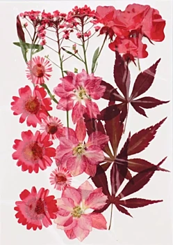 Flores prensadas Rojo Artemio