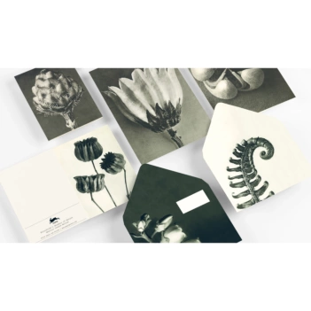 The Pepin Press Wonders of nature Set van correspondentie 