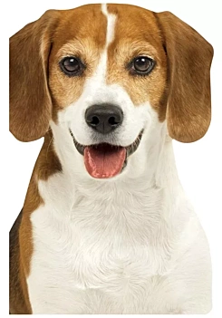 Bloc de Notas Beagle Paper House