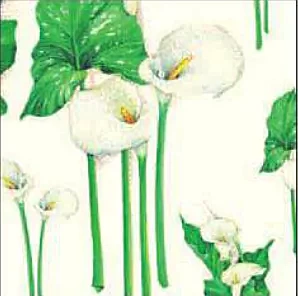 Tassotti-papier, Callas-lelies