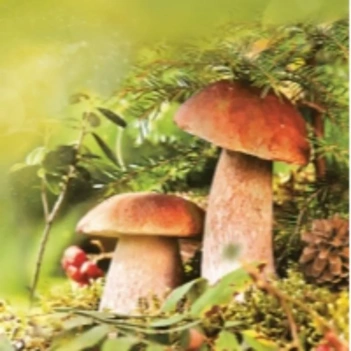Servilletas de Papel Boletus 33x33cm